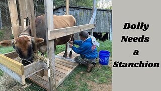 DIY Cow Milking Stanchion