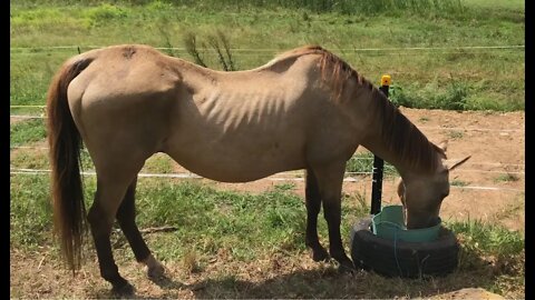 A review of Arthur, I'm not happy with his weight gain. Henry unburies a bone, general horse talk