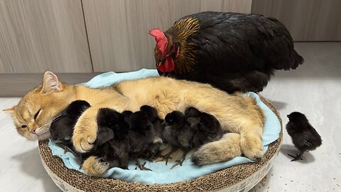 I surprised! Kittens know how to take care of chicks better than chicken. Cute and interesting😊