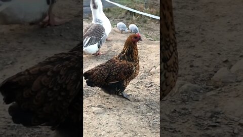 Mrs Specks our Wyandotte cross pullet