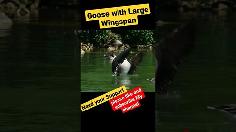 Goose large wingspan | goose flying | Wildlife | Birds | #shorts #viral #animals #birds #wildlife