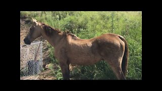 Our rescue horse Arthur fell in a deep creek, the horses let us know there was a problem, he got out