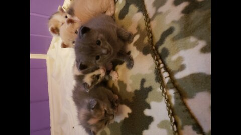 3 week old baby kitties