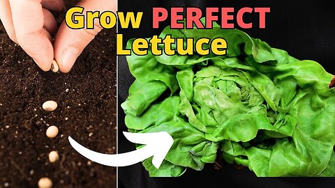 Grow the PERFECT Lettuce at Home! EVERYTIME! Gardening TIPS