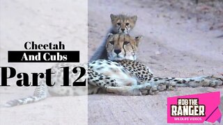 Cheetah And Cubs, Part 12: Down To One Cub