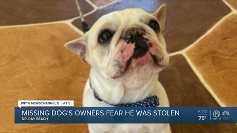 Delray Beach French bulldog owner fears pet was stolen