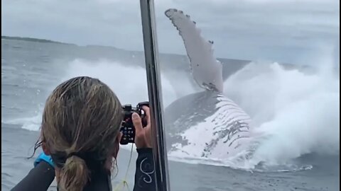 Absolutely Massive Humpback Whale Breaching