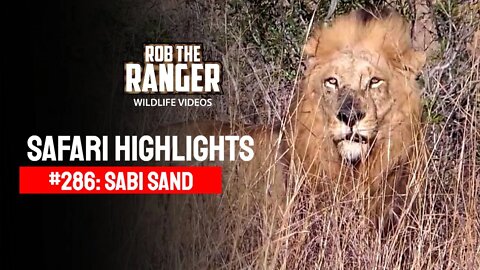 Safari Highlights #286: 21 - 24 August 2014 | Sabi Sand Nature Reserve | Latest Wildlife Sightings