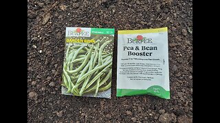 Planting Bush Blue Lake 274 Green Beans 6/28/23