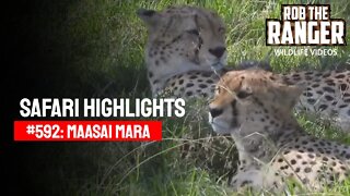 Safari Highlights #592: 27 February 2021 | Maasai Mara/Zebra Plains | Latest Wildlife Sightings