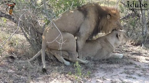 WILDlife: Lions Pairing In The Shade