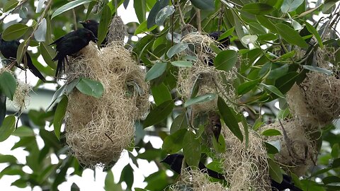 CatTV: Metallic Starling Nest @ San Diego Zoo