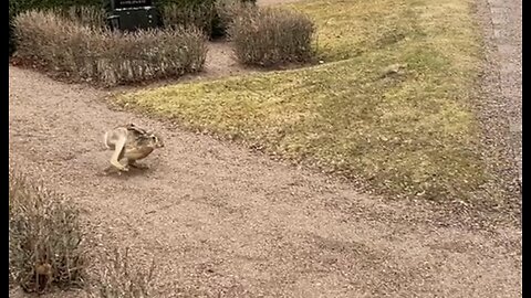 Ambushed by a giant hare at historic Gamla Uppsala Church in Sweden