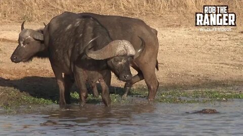 Crocodile Tries To Catch Buffalo As Hippos Watch (Introduced By Antony Raison)
