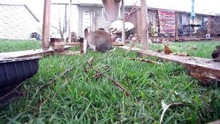 Lady is an elegant rabbit