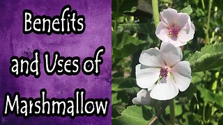 Marshmallow Benefits and Uses (Althaea Officinalis)