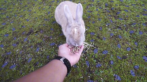 Amazing Rabbit Island in Okunoshima Hiroshima Japan