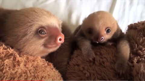 Baby Sloths Being Sloths - Very funny - cute