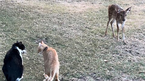 Fawn Watches Cats Playing In Disbelief