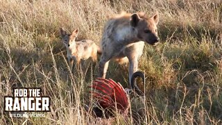 Hyena Chews A Gnu With Jackal | Maasai Mara Safari | Zebra Plains