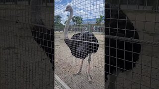 Miami Animals Giant Ostrich at By Brothers Family Farm #shorts #miami