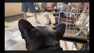 CUTE FRENCHIE WAITING TO SEE THE VET 🐶