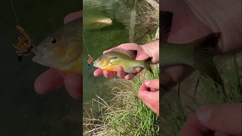 Micro Jika panfish rig in gin clear creek. #fishing #panfishing #bluegill #panfish #shorts