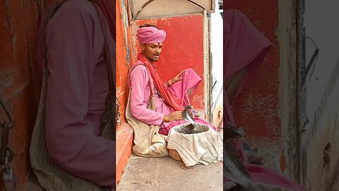 Indian Snake Charmer - Fiesty Cobra #cobra #snakecharmer #Varanasi #fiesty