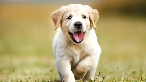 Baby dog#cute puppy barking#4kviral#shorts
