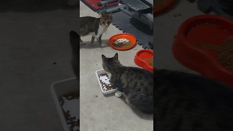 We Rescue Street Cats and Kittens Just Subscribe and Watch to Support