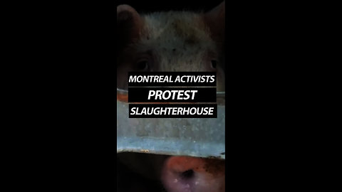 Montreal Activists Protest Slaughterhouse