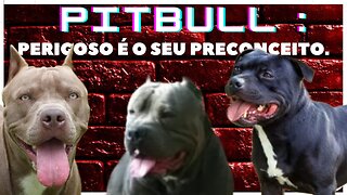 Desvendando os Mitos sobre o Pitbull: Descubra a Verdade sobre essa Raça Incompreendida