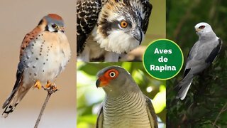 Conheça estas 4 Aves de Rapina Brasileiras - Outras Espécies de Aves de Rapina