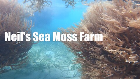 Neil’s Sea Moss Field – Fort Jeudy, GRENADA W I