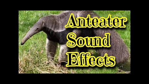 Anteater Sound Effects