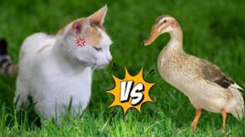 Cat vs Duck funny fighting video. Cute cat funny viral video 2023