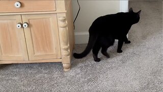 Adopting a Cat from a Shelter Vlog - Cute Precious Piper Goes on Security Patrol