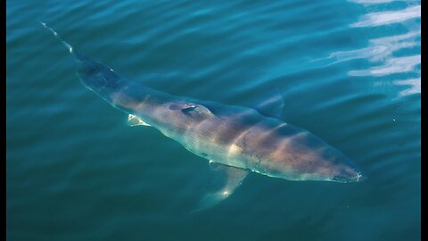 13 Y/O Surfer Mauled by Large Shark