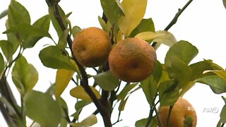 Citrus Growers Ready For Cold