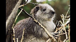 5 Fun Facts About Desmarest’s Hutia