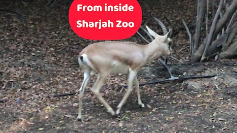 From inside Sharjah Zoo