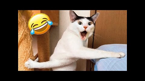 Funny animal videos - Funny cats/dogs - Funny animals Part 14