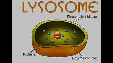 Nucleus and lysosomes