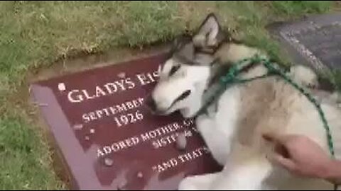 Dogs crying for Dead owner really sad Moments