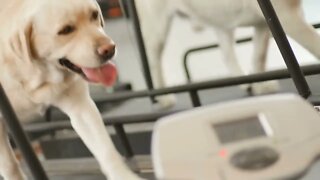 Golden labrador runs on the treadmill