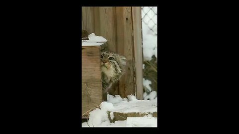 Pallas cat sitting on its tail to stay warm, a barrier against the cold ground