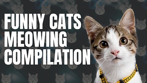 Funny Cats And Kittens Meowing Compilation 2023