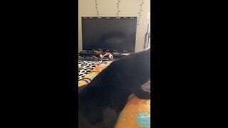 Blackjackdacat is so soft and cuddly!