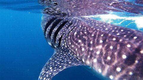 Photographer has once in a lifetime swim with giant whale shark