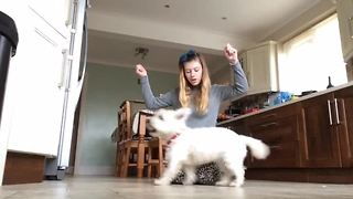 Talented Westie Performs Some Cool Dog Tricks